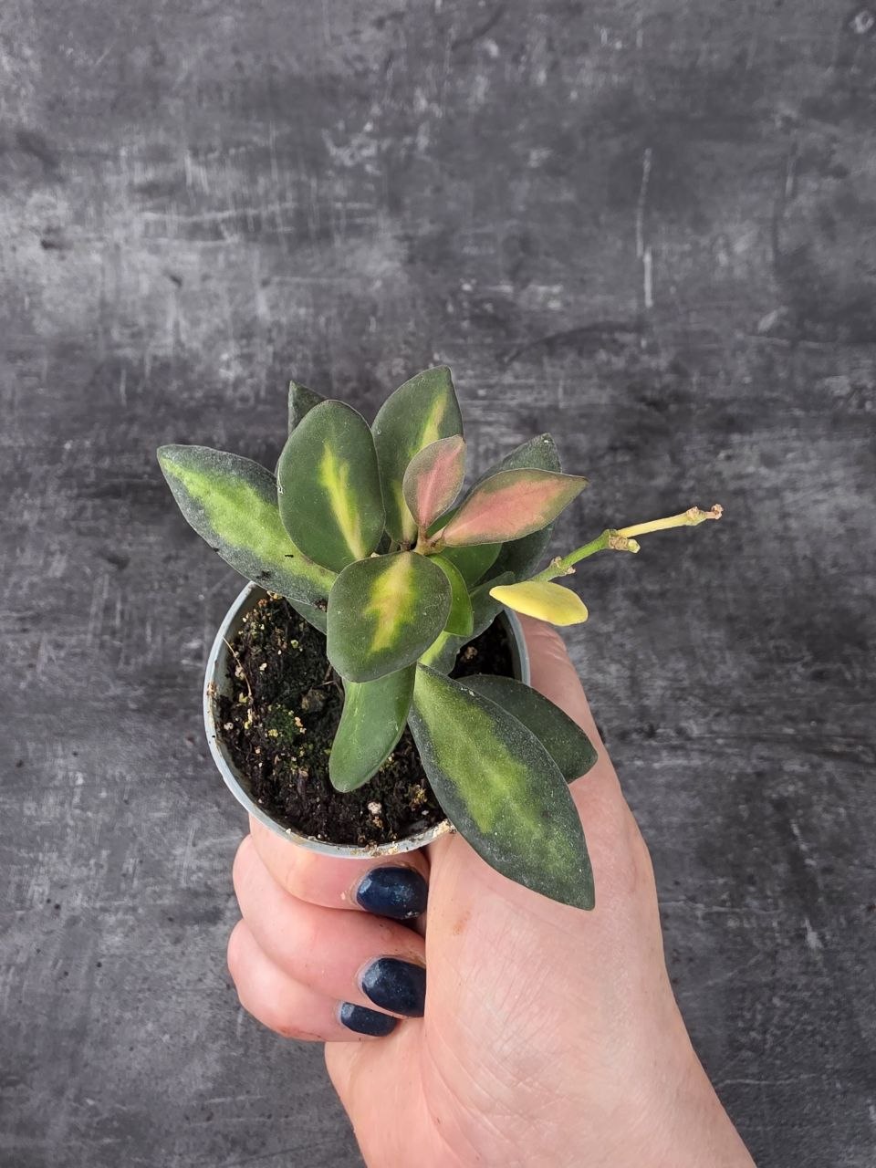 Hoya Burtoniae mini